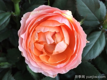 无限女王月季