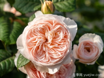 涵仙月季需要春化吗？