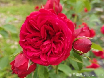 红苹果月季和红舞裙月季有什么区别？