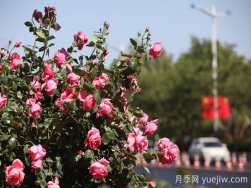 滨州月季：市花月季绽放，繁花似锦惹人醉！