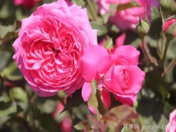 香约永定月季