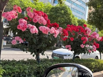 西安月季：一路绚烂，素质月季花开满西安