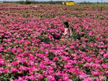 西安月季：西咸新区300万株月季花海火出圈
