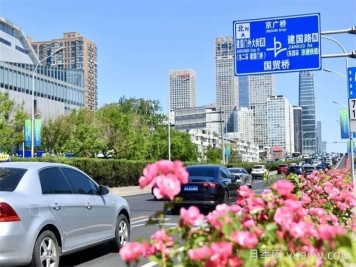 北京朝阳月季海洋，街头已开浓颜模式