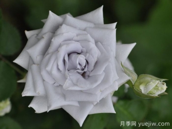 蓝色天堂月季