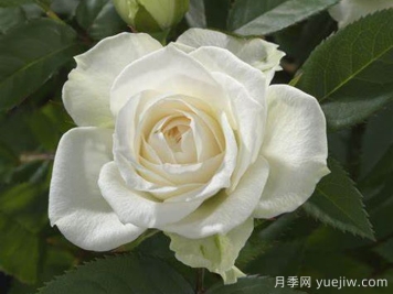 白色宝石月季