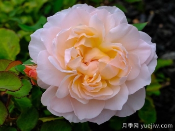 抹大拉的玛丽亚月季/玛丽亚玛达琳