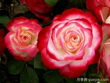 摩纳哥公爵月季/樱桃派对月季/樱桃冻糕