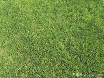果岭草是冷季型还是暖季型？