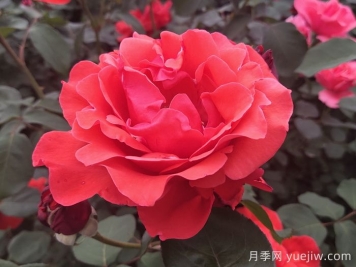 大花月季品种的花朵大小会受到哪些因素影响？