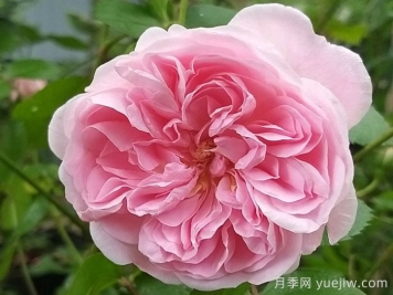 波萨诺瓦月季/农神/巴萨诺瓦