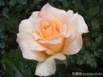 卡萨诺瓦月季/情圣