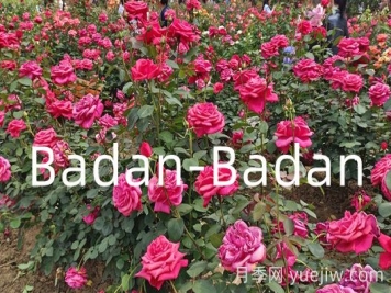 德国巴登巴登月季竞赛奖(Badan-Badan)