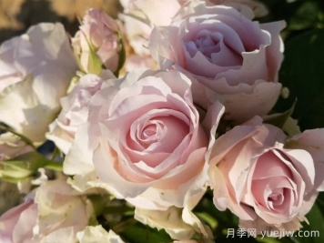 粉钻月季