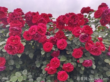 弗洛伦蒂娜月季/蒂娜/佛罗伦萨