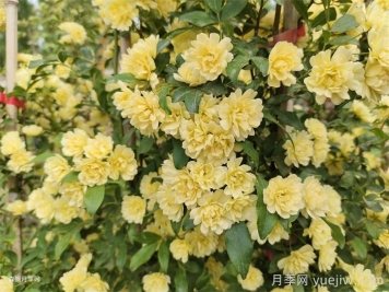 黄木香蔷薇