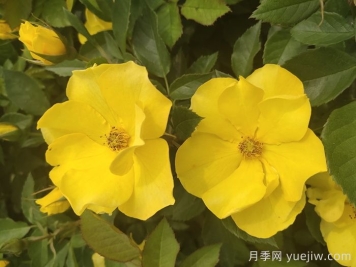 金玛丽月季/金玛莉月季