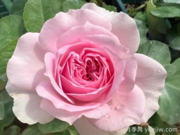 月季介绍，楼兰月季
