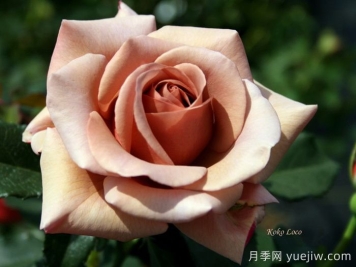 可可洛可月季/灵魂姐妹