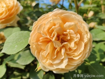 玛格丽特王妃月季