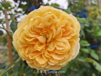 黄金庆典月季