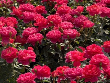 绝色果汁月季的介绍和优缺点