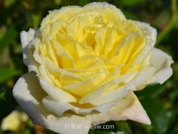 ​柠檬雪酪月季的介绍和优缺点