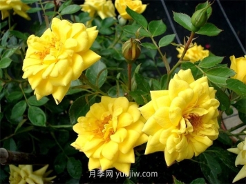 黄金珠宝月季的介绍和优缺点