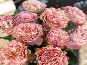 地球末夜月季介绍和优缺点