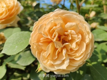 橙色月季哪个品种花大？
