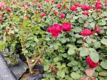 内蒙古区域可以种植月季吗？