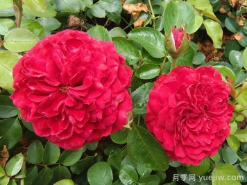    推荐30种漂亮的灌木月季花，花大味香好养