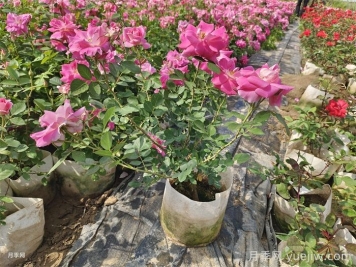 如何在夏季提升月季苗栽植成活率？