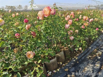 月季叶片发黄？黄叶的处理办法