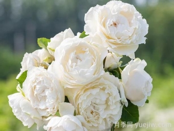 伊芙白雪公主月季介绍和优缺点