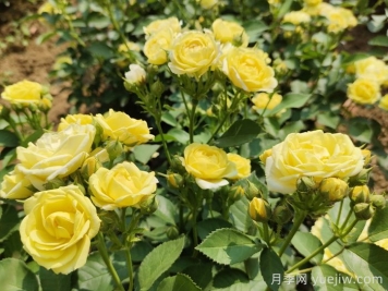园林花木常见的10种蚧壳虫