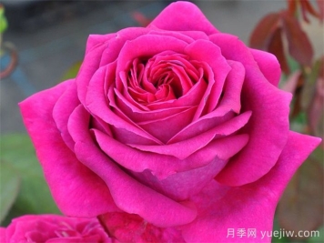 悠久的约定月季介绍和优缺点