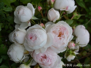 小抒情曲月季介绍和优缺点