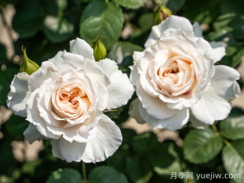 剪秋水月季介绍和优缺点