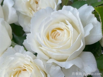 保罗三世月季介绍和优缺点