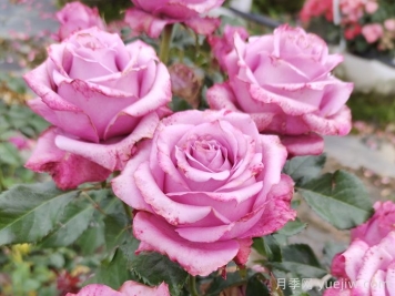 如何预防盆栽月季的病虫害? 如何预防盆栽月季的病虫害?