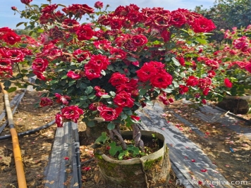 盆栽月季容易有病虫害,要如何预防? 盆栽月季容易有病虫害,要如何预防?