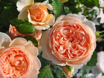 经验之谈,就养这5款经典欧月,皮实好养 经验之谈,就养这5款经典欧月,皮实好养