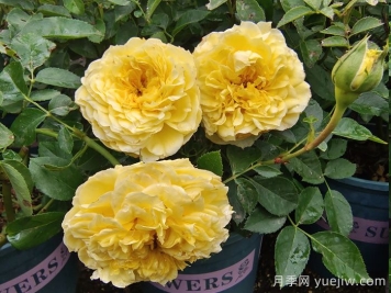 花友家庭废料自制3种月季花肥 花友家庭废料自制3种月季花肥