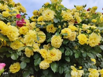 月季常见的虫害防治方法 月季常见的虫害防治方法