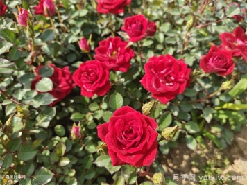 新乡取经南阳种植月季 走上特色致富路