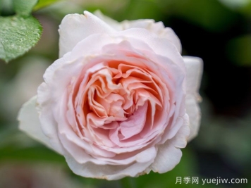 环佩月季