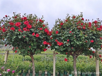 如何修剪整形树状月季树? 如何修剪整形树状月季树?