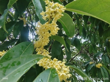 桂花花语 桂花花语