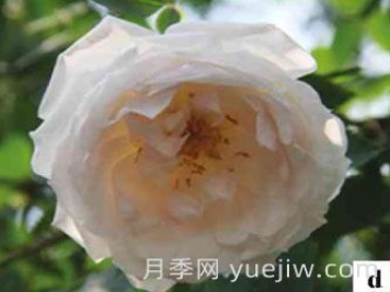 天山之光月季